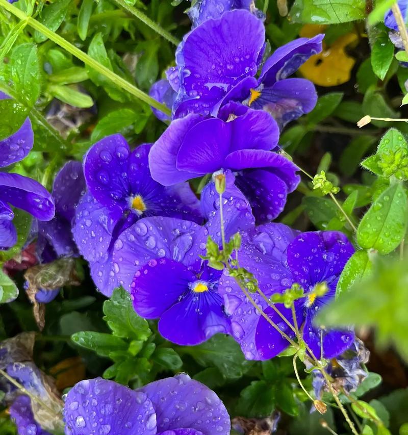 哪些花象征平安？