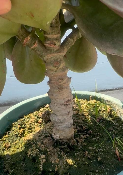 凤尾长寿花的花语和寓意是什么？凤尾长寿花代表什么？