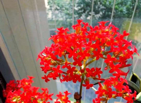 凤尾长寿花的花语和寓意是什么？凤尾长寿花代表什么？