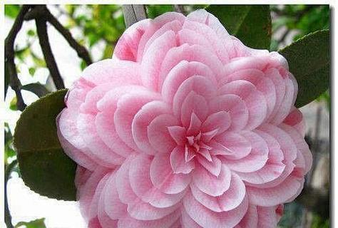 萱花草花的含义粉色是什么？粉色萱花草花代表什么？