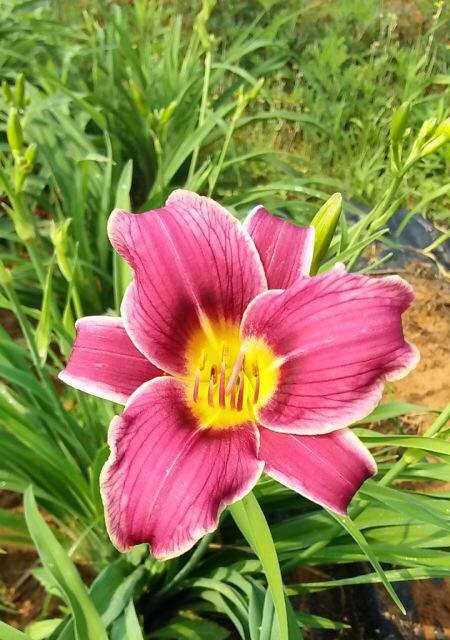 萱花草花的含义粉色是什么？粉色萱花草花代表什么？