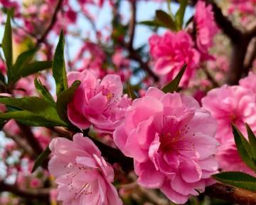 萱花草花的含义粉色是什么？粉色萱花草花代表什么？