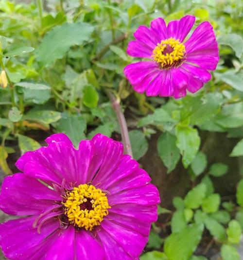 有寓意步步高升的花吗？它们的花语是什么？