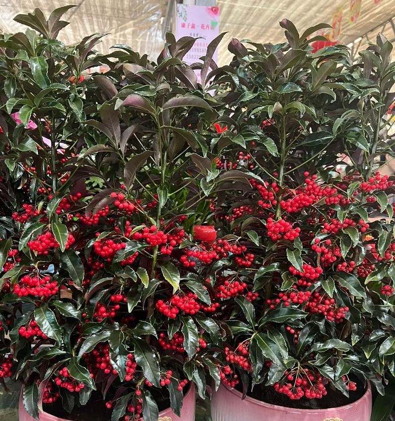 有寓意步步高升的花吗？它们的花语是什么？
