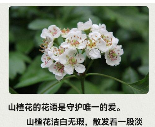 东方象征爱情的花是什么？东方爱情花的寓意有哪些？