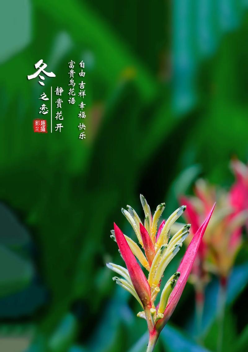 花的花语如何象征幸福安康？有哪些例子？