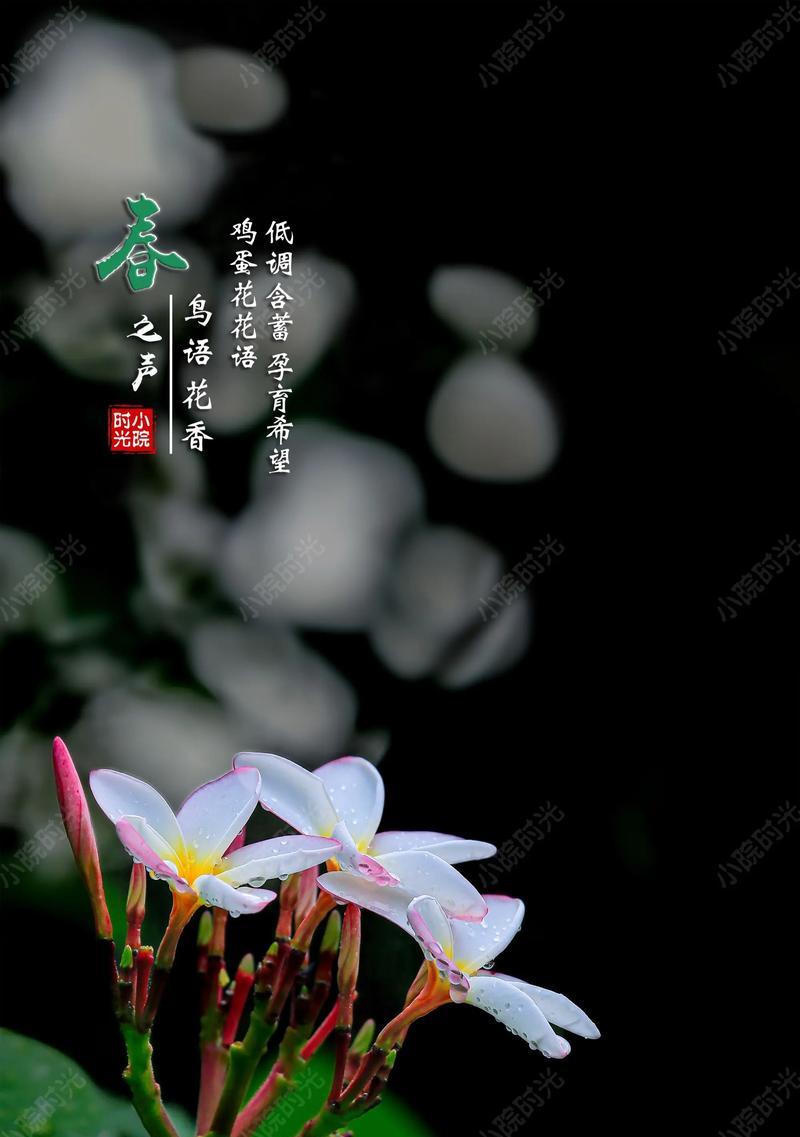 花的花语如何象征幸福安康？有哪些例子？