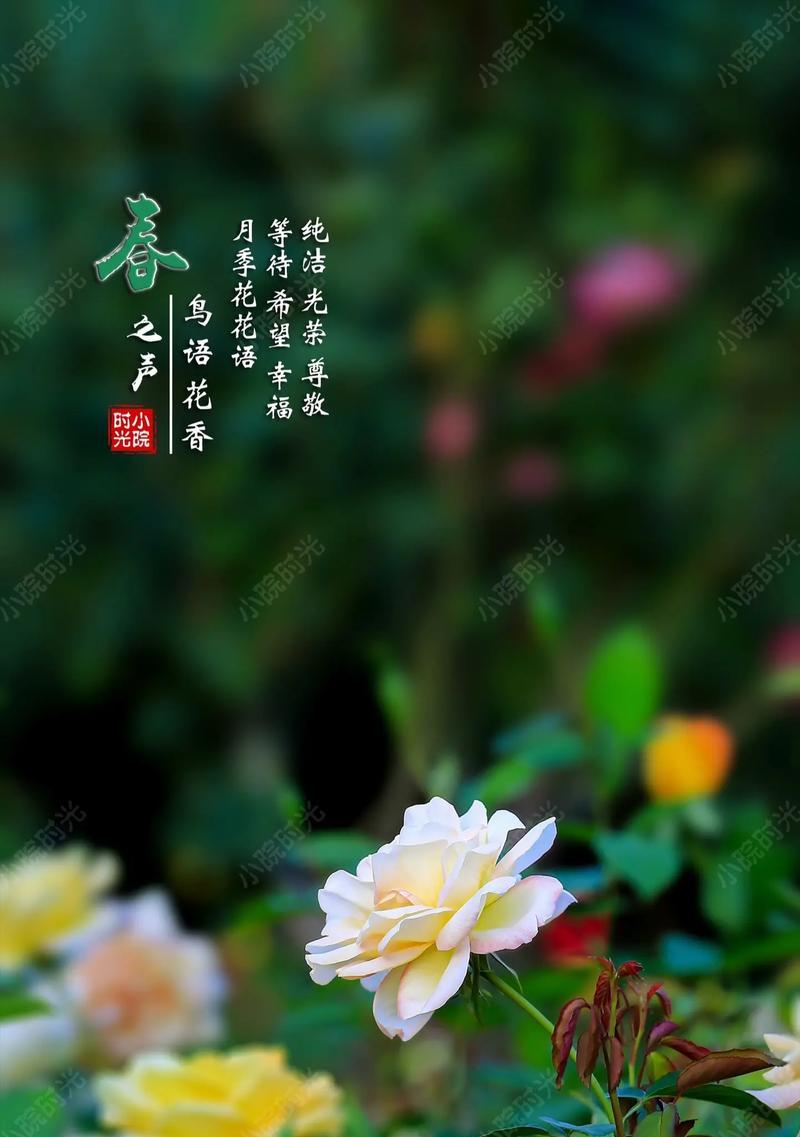 花的花语如何象征幸福安康？有哪些例子？