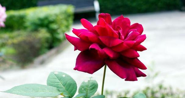 家人团聚平安的花是什么？如何用花表达家庭和睦？