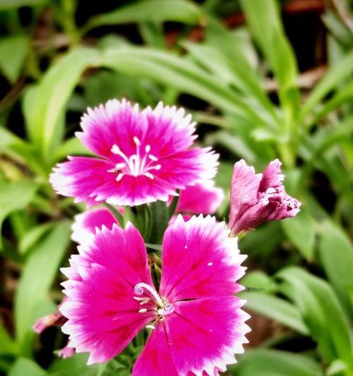 家人团聚平安的花是什么？如何用花表达家庭和睦？