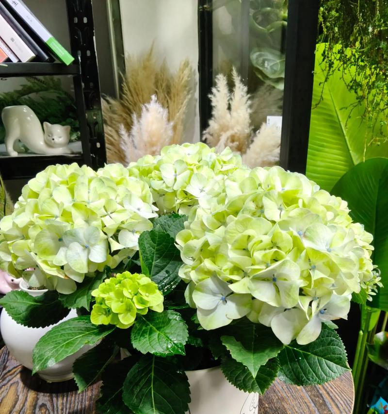 象征爱情的花有哪些？纯银象征的花是什么？