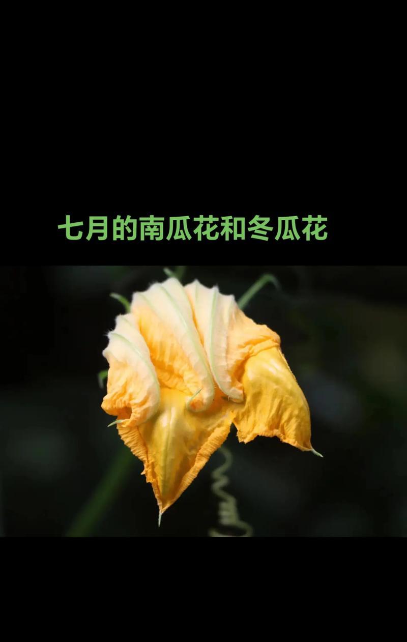 七月象征颜色的花有哪些？