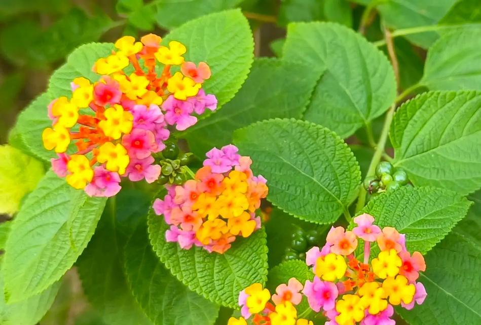 七月象征颜色的花有哪些？