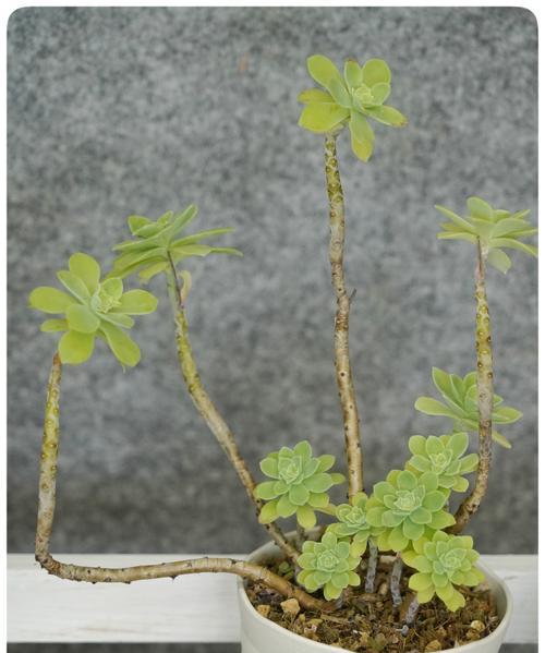 黑色旋风花语代表什么？如何用它表达情感？