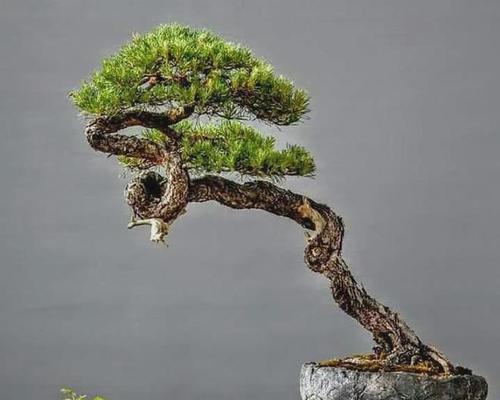 黑色旋风花语代表什么？如何用它表达情感？