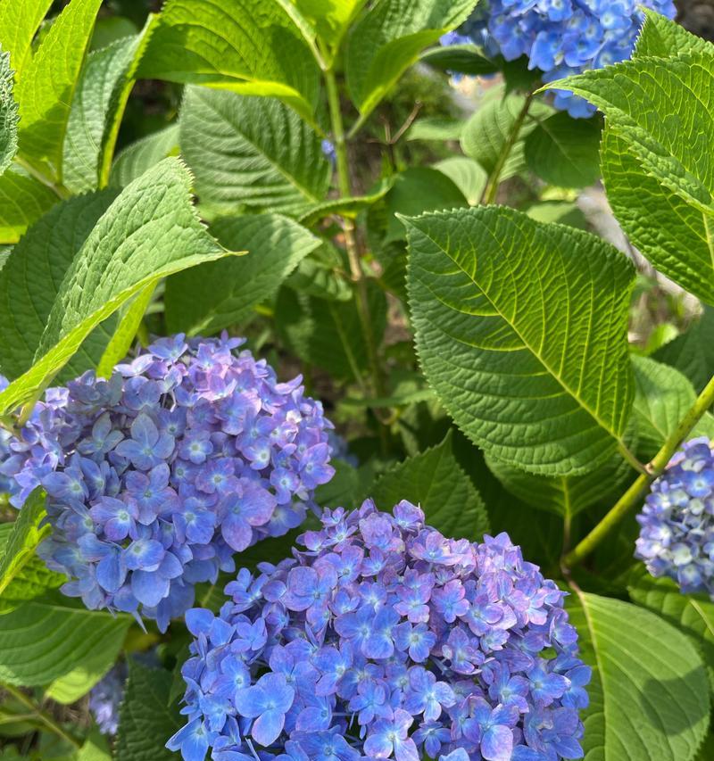 蓝色绣球花的花语是什么？绣球花的寓意有哪些？