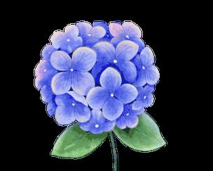 蓝色绣球花的花语是什么？绣球花的寓意有哪些？