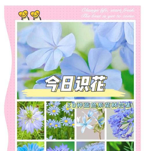 蓝色绣球花的花语是什么？绣球花的寓意有哪些？