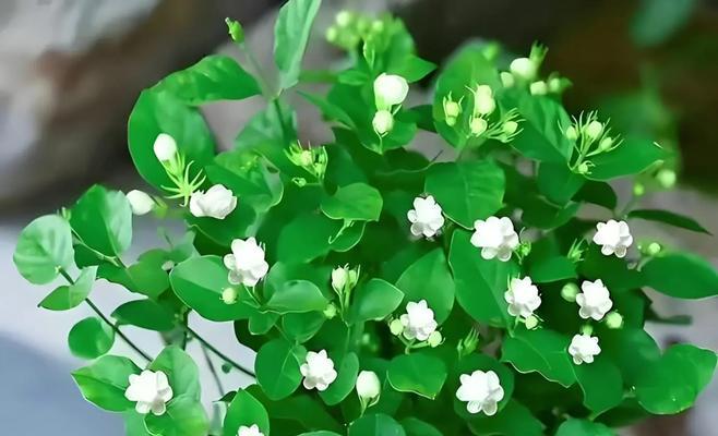 绿色茉莉花象征着什么？
