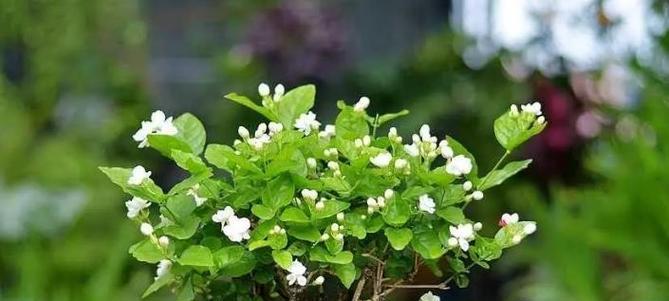 绿色茉莉花象征着什么？