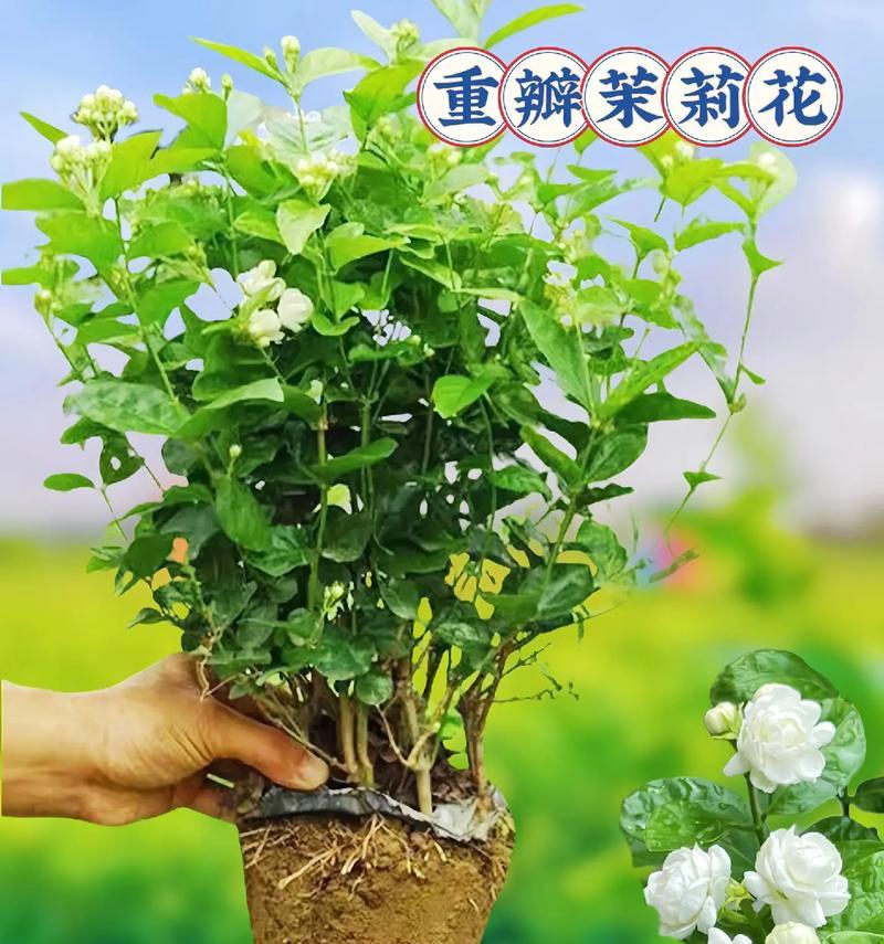 绿色茉莉花象征着什么？