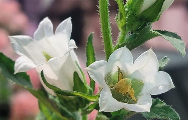 有哪些白色花既美观又有美好寓意？