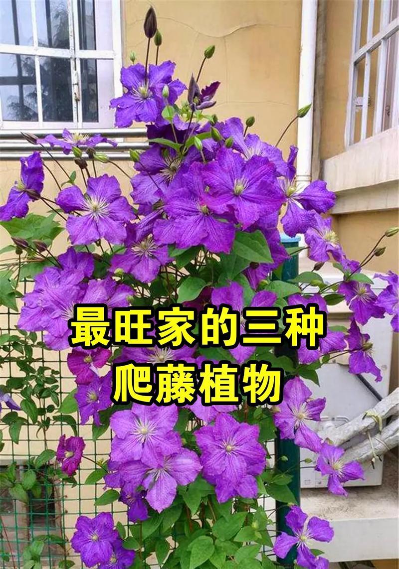 紫色垂吊手捧花代表什么？它的寓意是什么？