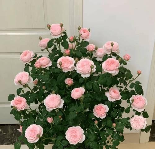 十二色花水的含义是什么？潮汕花水文化解读335