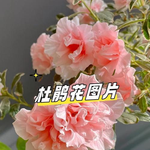 十二色花水的含义是什么？潮汕花水文化解读335