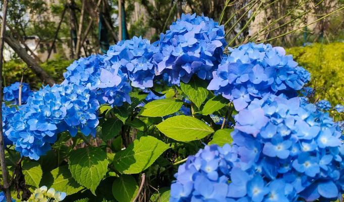 什么花最能代表幸福的意义？这些花的花语和象征是什么？