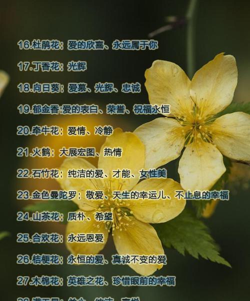 什么花最能代表幸福的意义？这些花的花语和象征是什么？