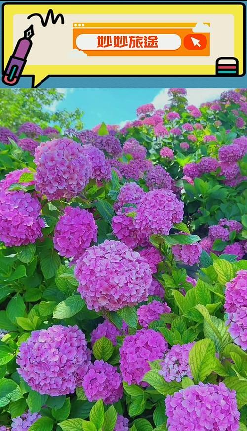 各色绣球花的花语是什么？绣球花颜色不同寓意有何区别？
