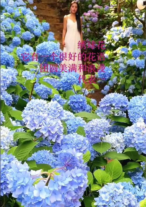 各色绣球花的花语是什么？绣球花颜色不同寓意有何区别？