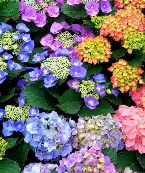 各色绣球花的花语是什么？绣球花颜色不同寓意有何区别？
