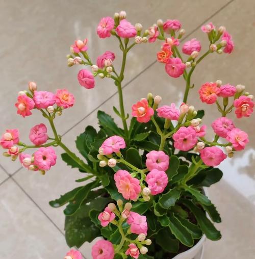 几朵花代表平安？平安的花语是什么？