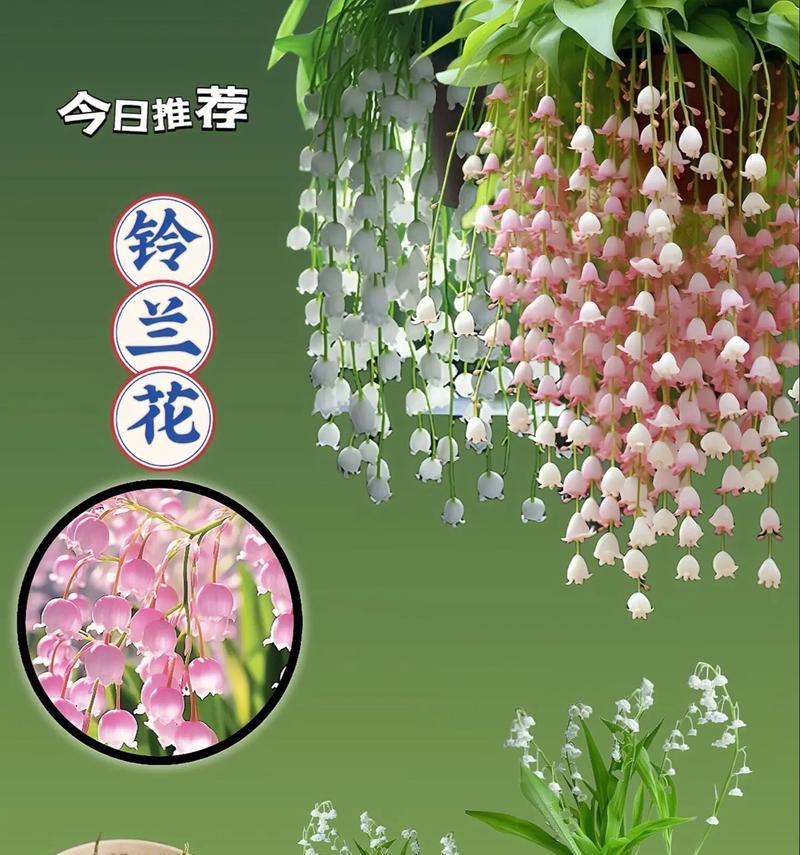 夏天的花能象征爱情吗？夏天的花语有哪些？