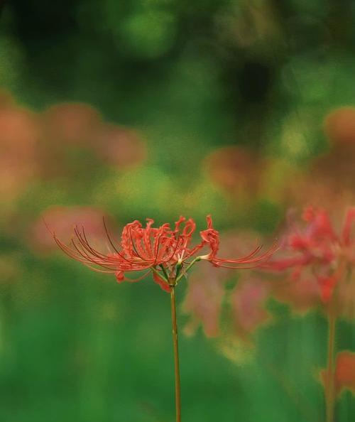 彼岸花绿色的寓意是什么？它的花语有哪些？