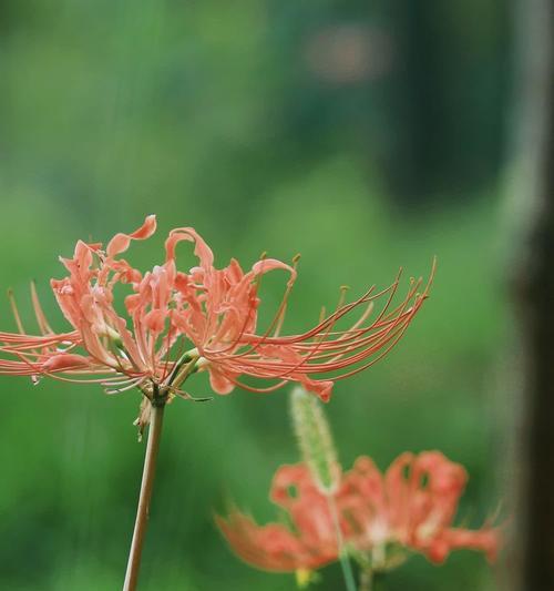 彼岸花绿色的寓意是什么？它的花语有哪些？