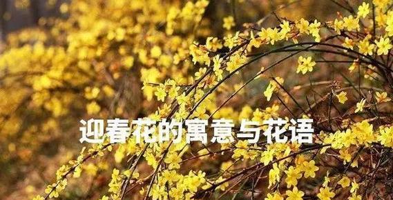 关于爱情的花有哪些寓意诗句？