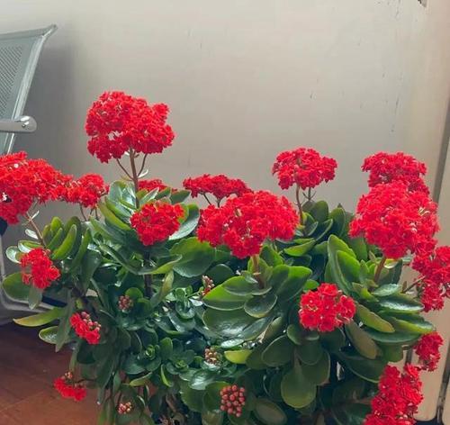 哪些花象征健康长寿平安？健康长寿的花有哪些？