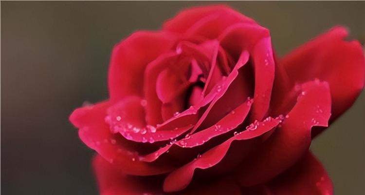 红色的花通常象征着什么？它们有哪些好的寓意？