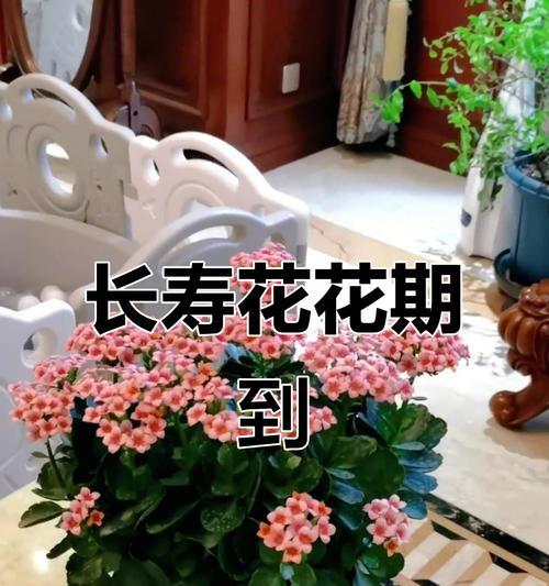 哪些花寓意长寿？在送礼时如何选择寓意吉祥的花？
