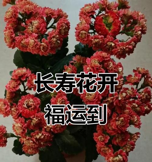 哪些花寓意长寿？在送礼时如何选择寓意吉祥的花？
