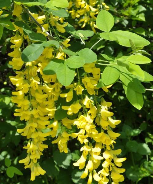 黄色的花代表什么？黄色花朵的象征意义有哪些？