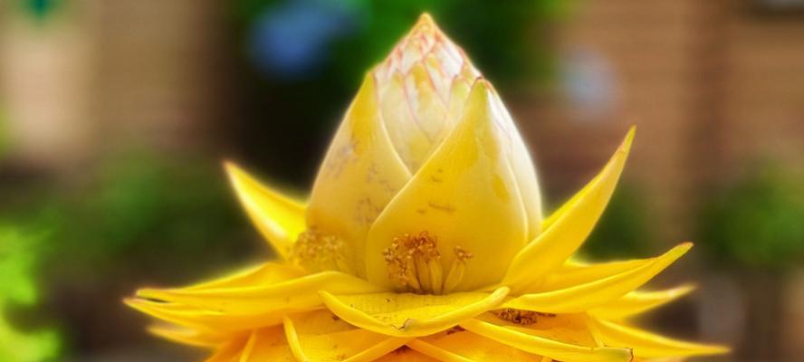 黄色的花代表什么？黄色花朵的象征意义有哪些？