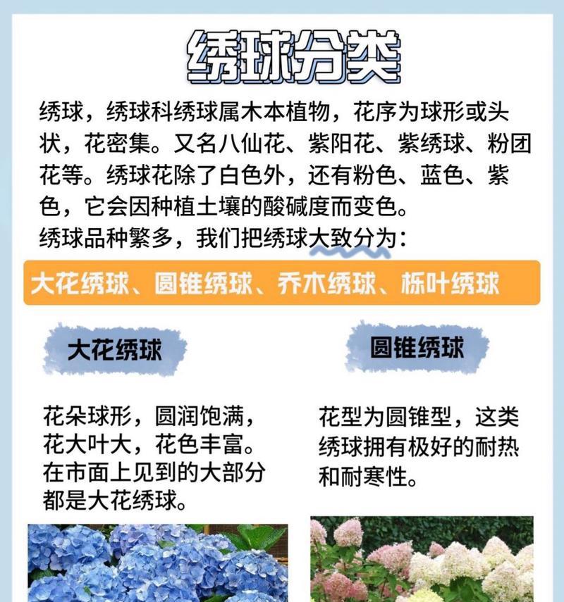 情人节送绣球花好吗？绣球花的花语是什么？