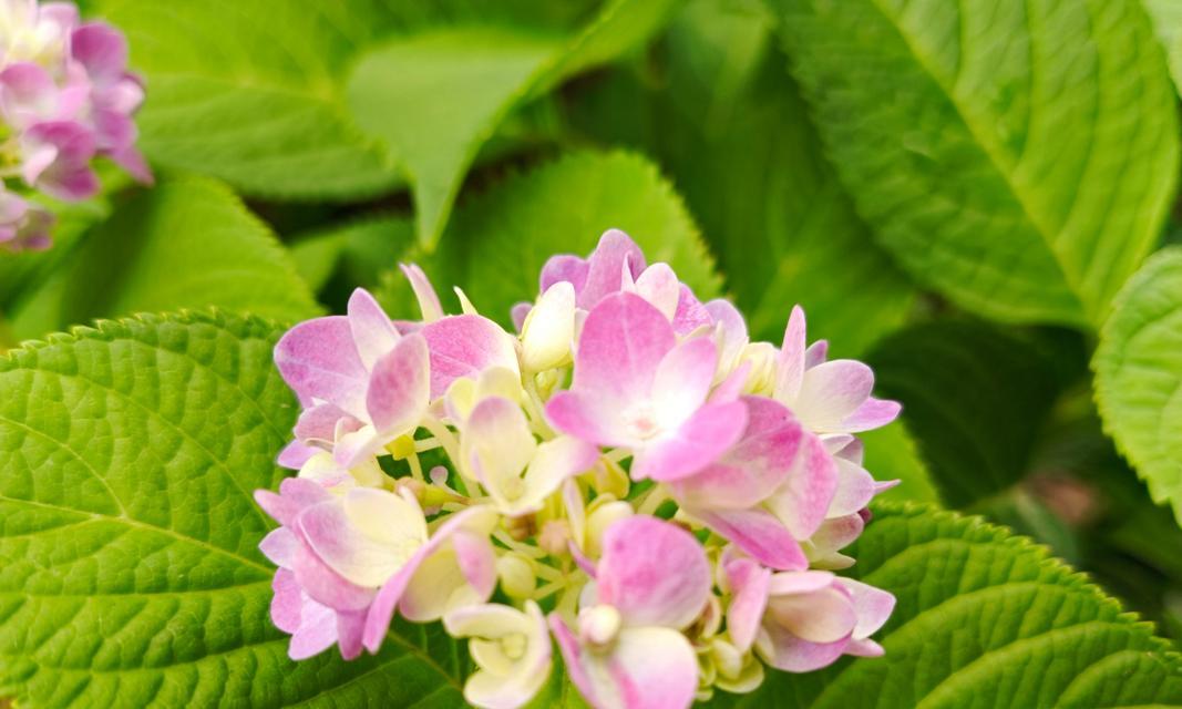 情人节送绣球花好吗？绣球花的花语是什么？
