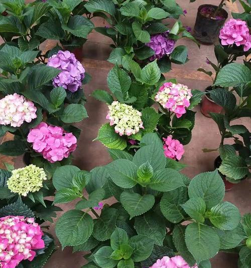 情人节送绣球花好吗？绣球花的花语是什么？
