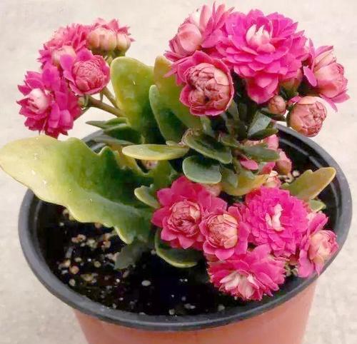 送寓意老人身体健康的花？哪些花最适合？