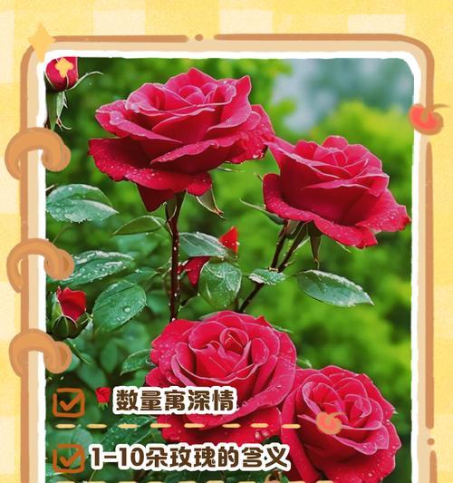 粉色玫瑰花的寓意是什么？送粉色玫瑰代表什么？